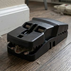 Plastic Heavy Duty Big Mouse Trap (1 Pc)