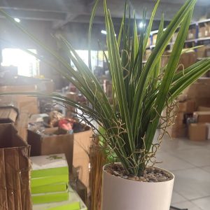 Artificial Indoor Tabletop Plant in Decorative Pot for Home & Office Décor