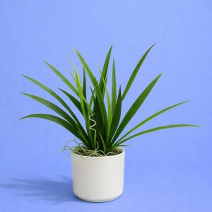 Artificial Indoor Tabletop Plant in Decorative Pot for Home & Office Décor