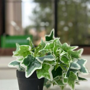 Artificial Ivy Leaf Tabletop Plant with Pot for Home & Office Décor